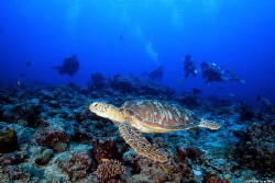 Focus
Location :Palau
Canon EOS-1D X Mark II
Canon EF ... by Yung Sen Wu 